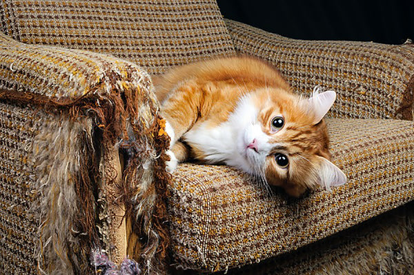 kat krabt aan meubels, hoe krabben aan meubels afleren